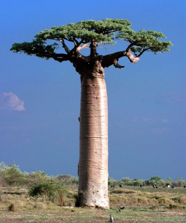 Adansonia_Grandidieri_Baobab_Morondava_Madagascar.jpg